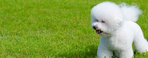 Why Do Some Bichons Show Teeth When They Wag Their Tails?